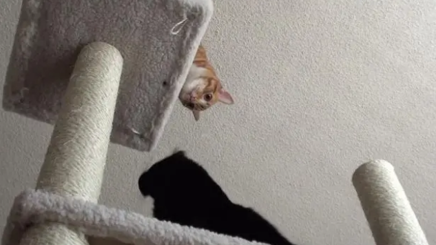 家里猫多最好买个猫爬架？这里面有什么说头呢