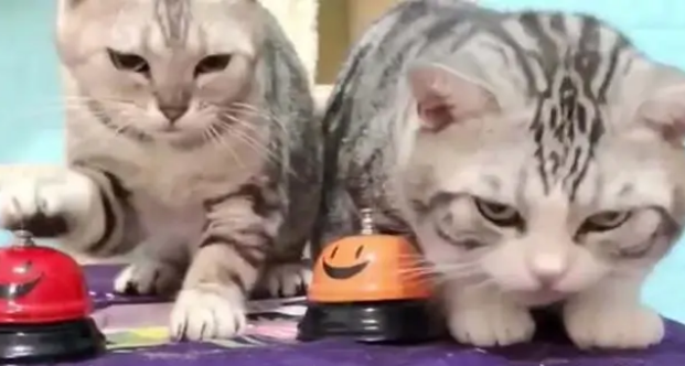 注意:猫咪吃零食会成瘾的!零食不能猫想吃就喂 注意:猫咪吃零食会成瘾的!零食不能猫想吃就喂