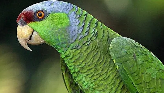 紫冠亚马逊鹦鹉会不会说话？好奇的话来这看看