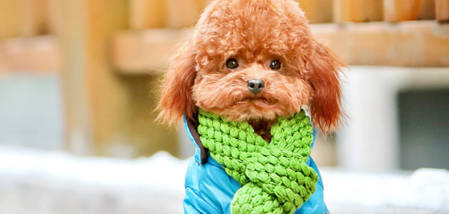 什么狗聪明听话又好养？快来瞧瞧~