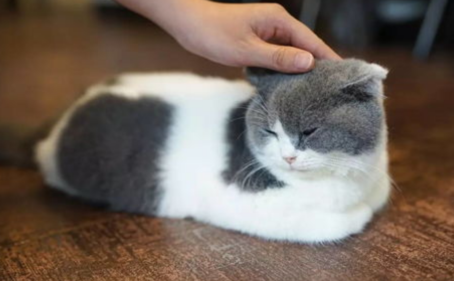 想知道曼肯赤和曼基康有什么区别？来这里瞧瞧~