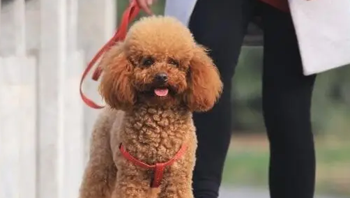 泰迪跟贵宾有什么区别？铲屎官们了解一下吧！