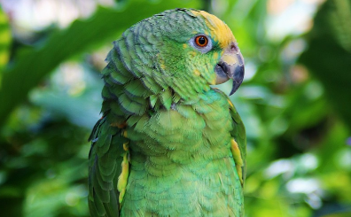 你们说，黄头亚马逊鹦鹉价格是多少？