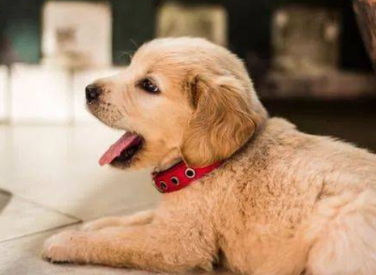 两个月的幼犬可以吹空调吗,你们清楚吗? 两个月的幼犬可以吹空调吗,你们清楚吗?