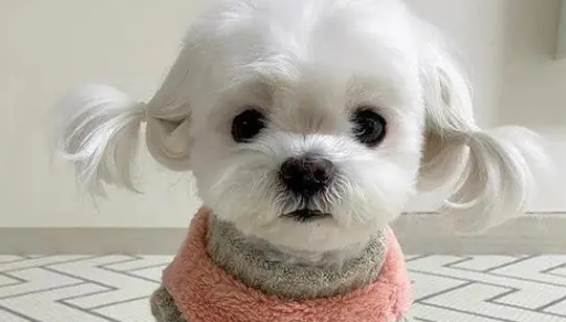 马尔济斯犬为什么那么少人养？来这了解一下！