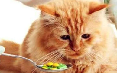 猫咪肠胃炎吃阿莫西林有用吗？猫咪肠胃炎怎么处理？