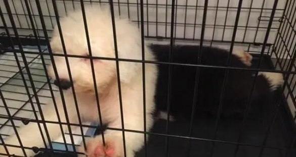 宠物尿垫作用大，买了尿垫就要物尽其用