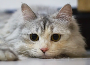 怎么看猫有没有怀孕？大家快来学习一下！