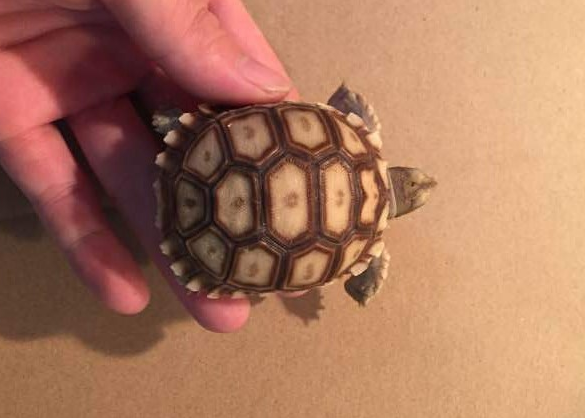 豹斑象龟冬眠吗?一起来了解一下吧 豹斑象龟冬眠吗?一起来了解一下吧