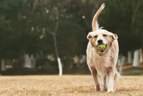 如何买到便宜狗窝?一起来看看~ 如何买到便宜狗窝?一起来看看~