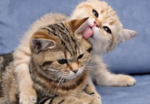 猫咪喜欢吃的猫条，到底是有害还是有利？