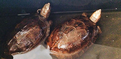 齿缘龟和亚巨的区别是什么？你们了解不？