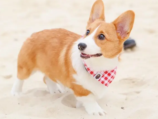 柯基好养吗？性格如何？感兴趣快来瞧瞧！