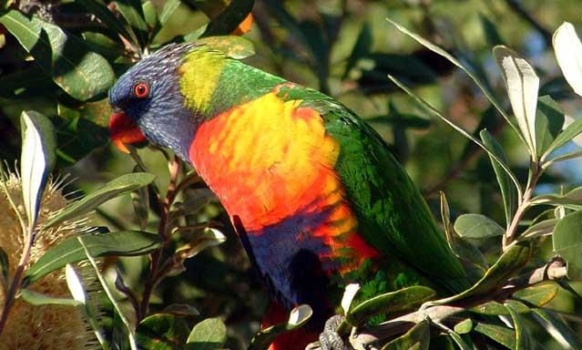 彩虹吸蜜鹦鹉怎么让它说话？饲主来学习下吧