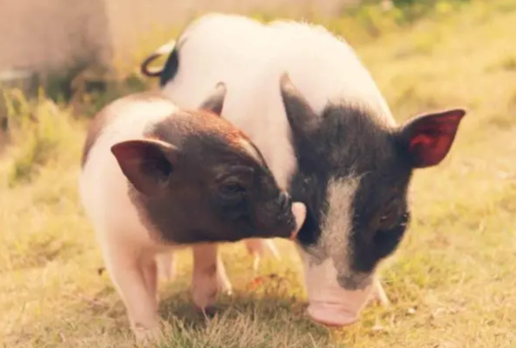 小香猪刚到家很怕人怎么办?来看看吧 小香猪刚到家很怕人怎么办?来看看吧