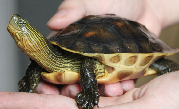 腊戍拟水龟可以繁殖吗?答案在这里 腊戍拟水龟可以繁殖吗?答案在这里