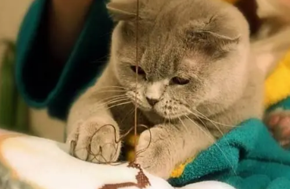 猫咪营养膏有什么作用，资深铲屎官来告诉你