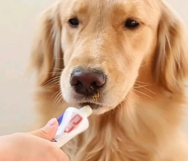 营养膏是狗狗每天必需品？兽医：没这些疾病不需要吃营养膏