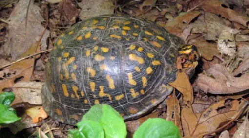 帐篷陆龟怎么养?看完这篇文章你就知道了! 帐篷陆龟怎么养?看完这篇文章你就知道了!