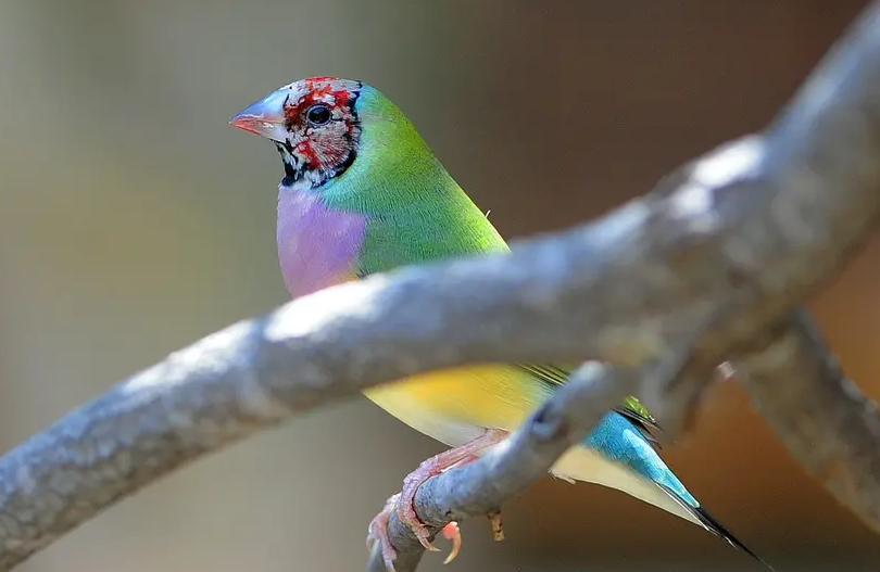 教你如何区别七彩文鸟的公母！