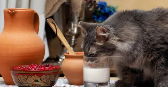 给猫咪挑选罐头煞费苦心?有妙招! 给猫咪挑选罐头煞费苦心?有妙招!