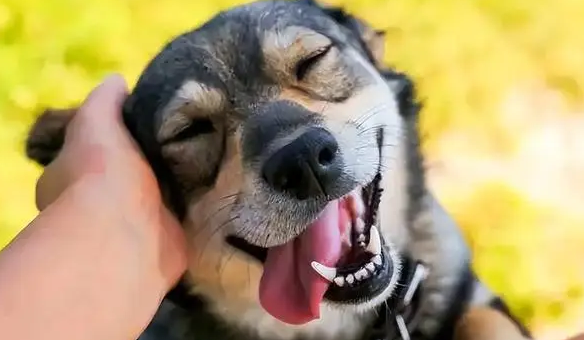 狗狗一直用头蹭地乱拱,是为什么? 狗狗一直用头蹭地乱拱,是为什么?