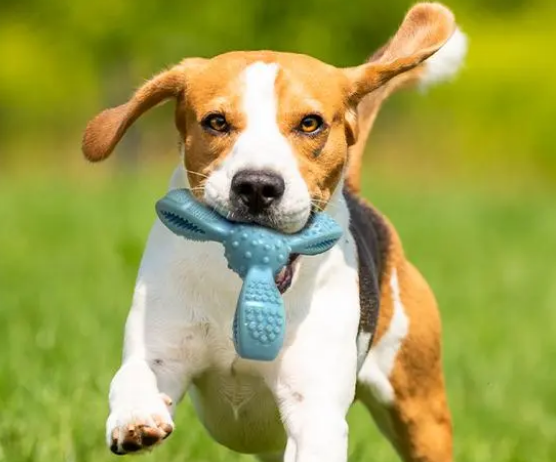 亲宠小知识——宠物玩具分类