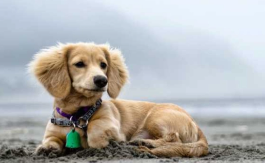 狗狗吃完体内驱虫药会有哪些反应? 狗狗吃完体内驱虫药会有哪些反应?