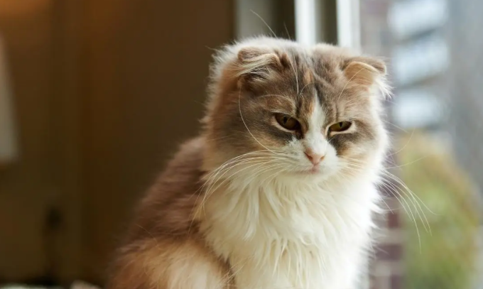 猫咪尿不出来怎么办?这些情况你需要了解一下! 猫咪尿不出来怎么办?这些情况你需要了解一下!