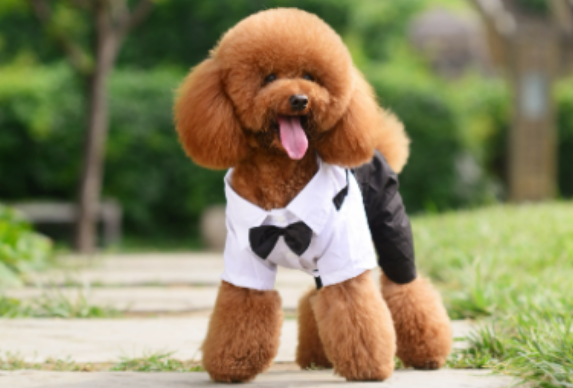 泰迪竟然能直立行走!这是为什么呢? 泰迪竟然能直立行走!这是为什么呢?