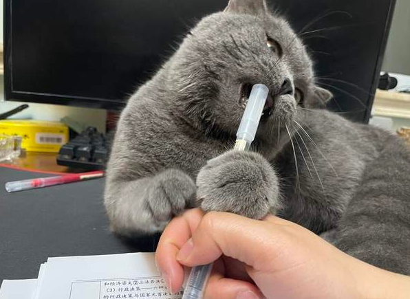 过年了，猫咪怎么安排？年末猫咪寄养指南