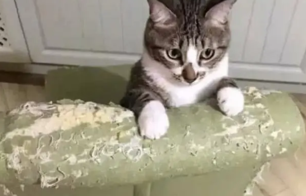 猫为什么需要猫抓板