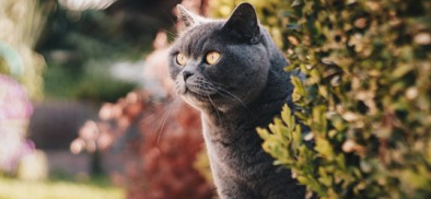 英短猫咪多大开始发情？本文告诉你~