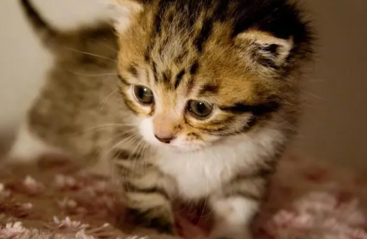 猫咪吃越贵的猫粮越好？别只盲目相信品牌