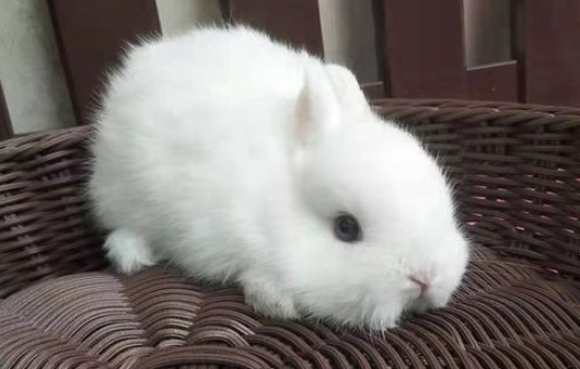 想不想知道，侏儒兔怎么样才开心？