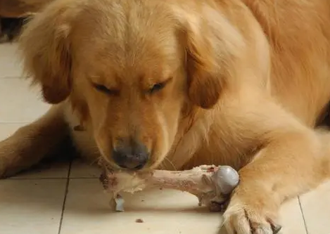 狗狗喜欢什么样的零食?你可以选择这些 狗狗喜欢什么样的零食?你可以选择这些