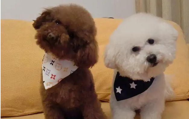 来看看泰迪和比熊生出来的狗是什么样子的！