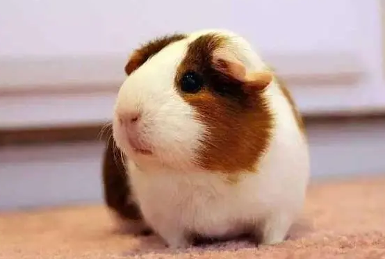 荷兰猪不喝水会死吗？宠主来了解下吧