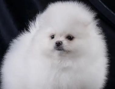 小狗天天睡觉怎么回事？不妨来看看~