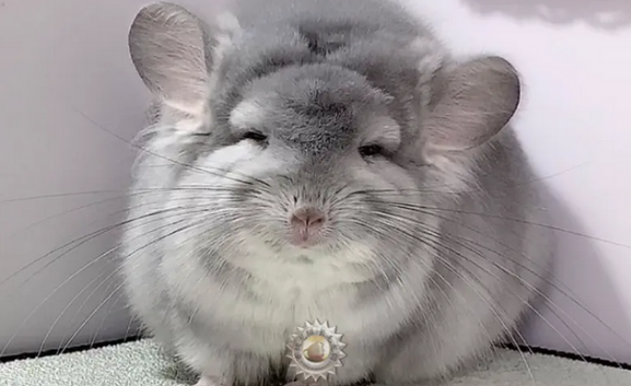 龙猫认主人有什么表现？来了解看看吧~