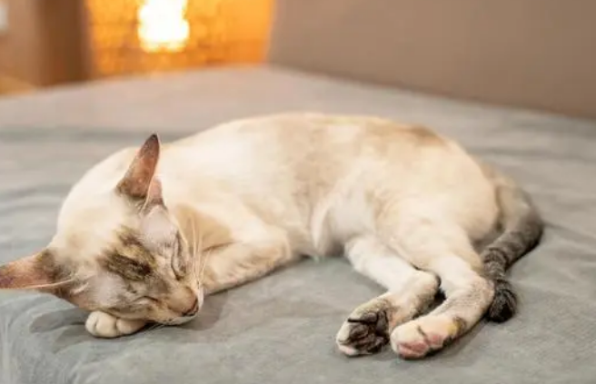 猫笔记：猫益生菌粉的作用与功效