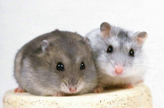 仓鼠能吃李子吗？看完你就清楚了