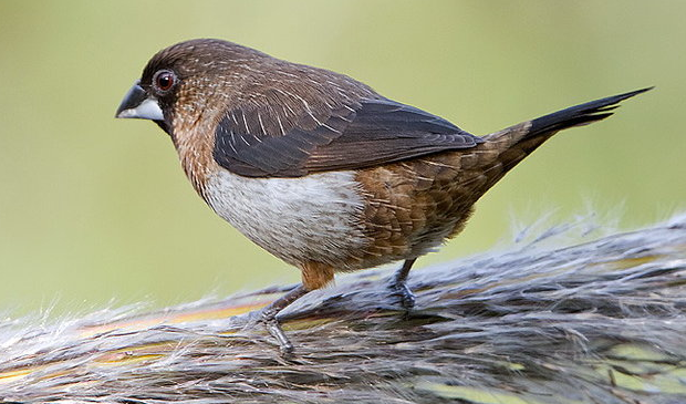 白腰文鸟如何繁殖的呢?看这里 白腰文鸟如何繁殖的呢?看这里