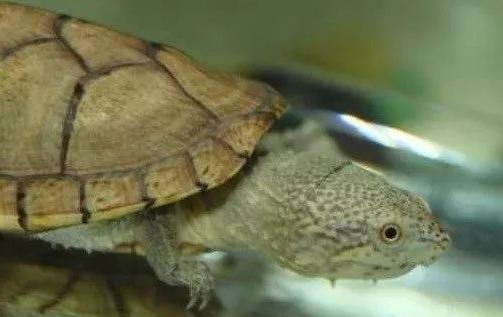 瓦哈卡泥龟的饲养要点有哪些?一起来看看吧~ 瓦哈卡泥龟的饲养要点有哪些?一起来看看吧~