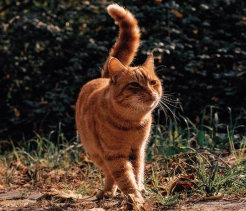 “猫经济”潜力更盛 凯锐思猫粮角逐更高端市场