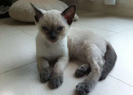 暹罗猫容易死吗？是错误的！