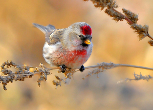 你们说，白腰朱顶雀是保护动物吗？