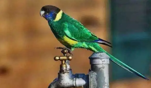 环颈鹦鹉是保护动物吗?答案这就告诉你 环颈鹦鹉是保护动物吗?答案这就告诉你