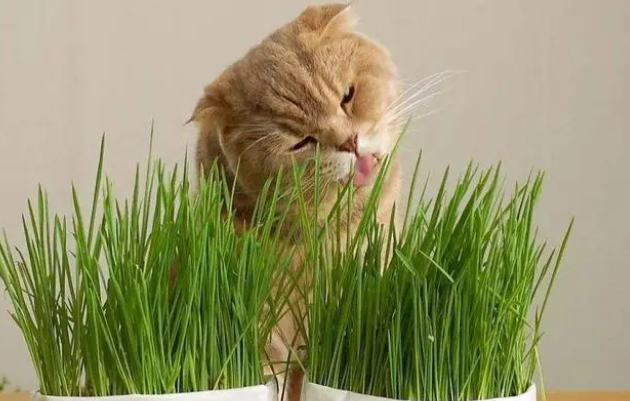 春季实现猫草自由，关于猫草的5个实用知识！