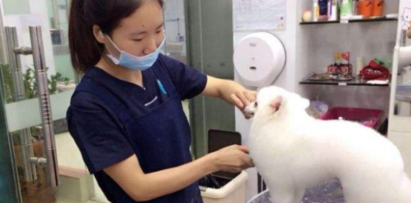 开一家宠物医院需要什么条件